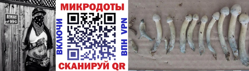 Псилоцибиновые грибы Psilocybine cubensis  Няндома 